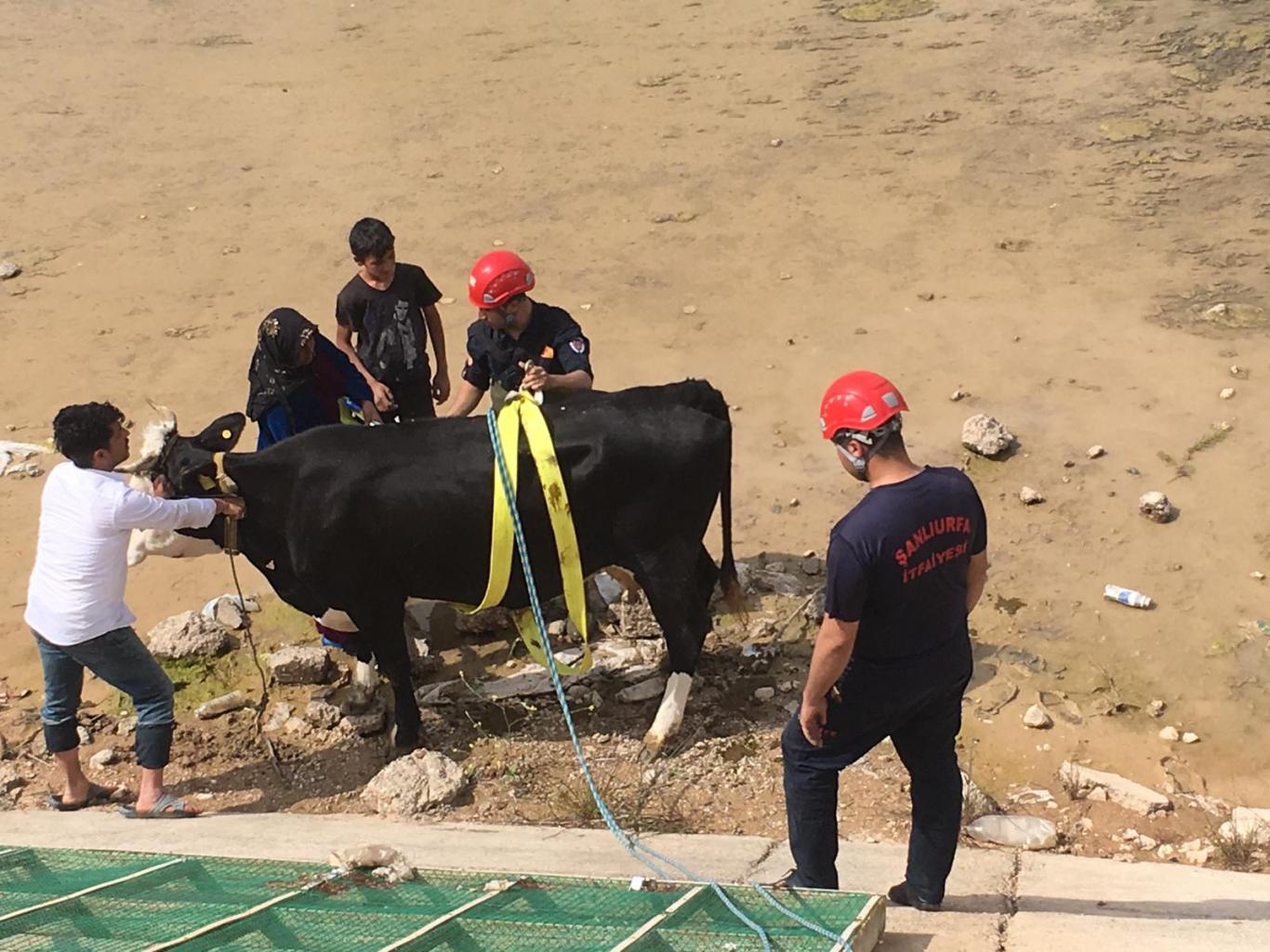 Kanala düşen gebe inek kurtarıldı